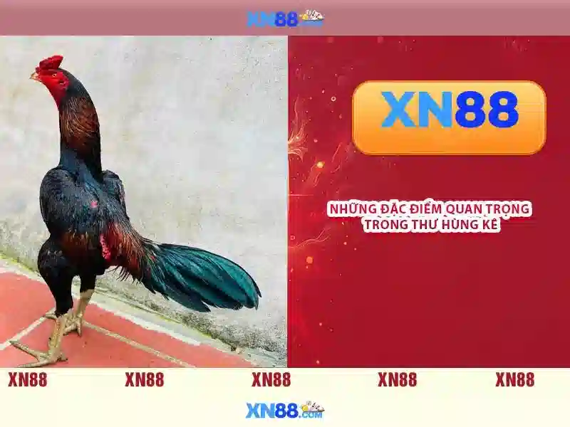 Xn88 – Sàn cược trực tuyến đáng tin cậy