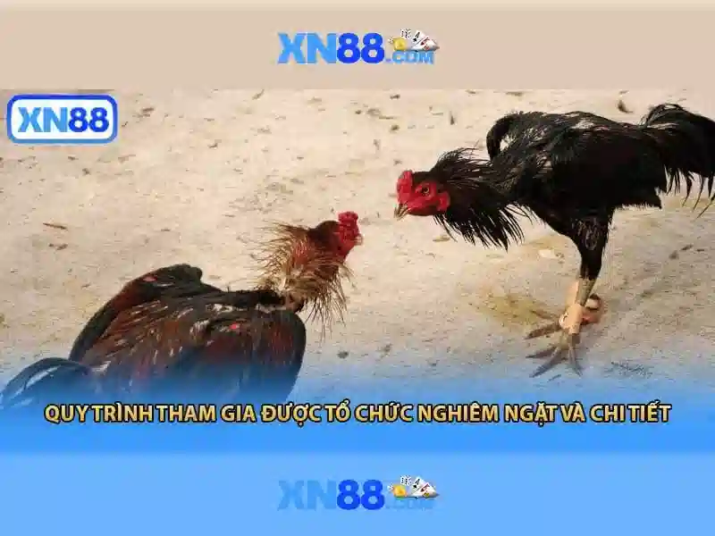 xn88 - Tổng quan và Hướng dẫn