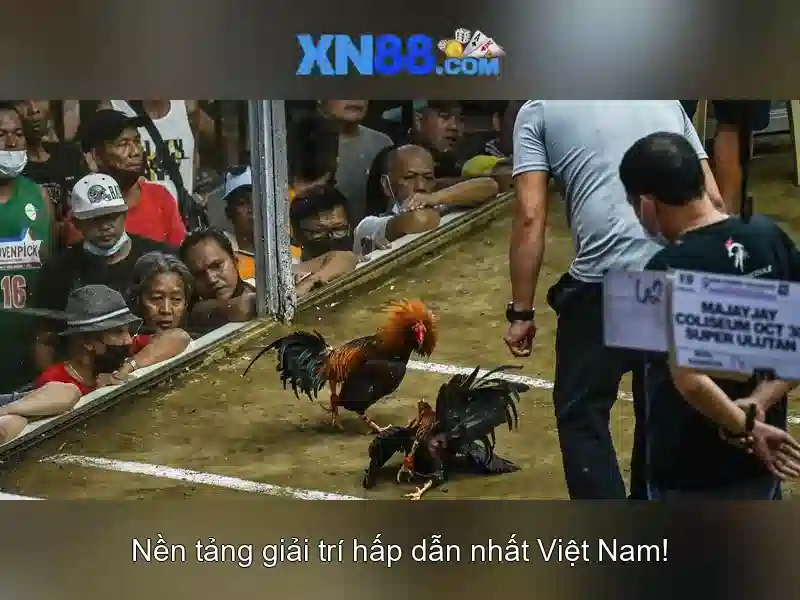 xn88: Nền tảng trò chơi trực tuyến và những thông tin cần biết